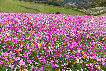 Image showing Cosmos flower farm