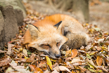 Image showing Fox sleeping on leaves