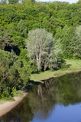 Image showing spring trees