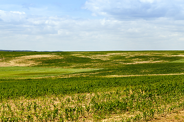 Image showing spring landscape green corn field