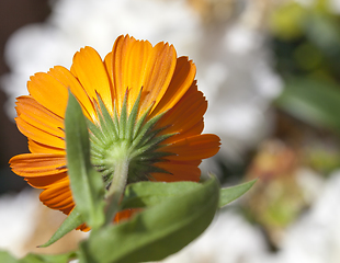 Image showing calendula details