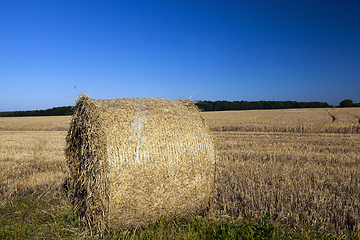 Image showing yellow round straw