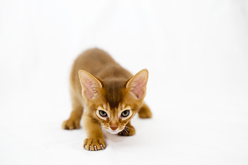 Image showing Abyssinian kitten