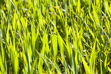 Image showing blade grass