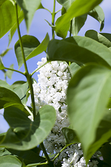 Image showing white lilac