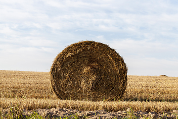 Image showing barley landscape