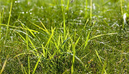 Image showing grass meadow