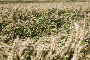 Image showing wheat field