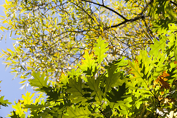 Image showing oak , autumn