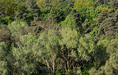 Image showing mixed forest