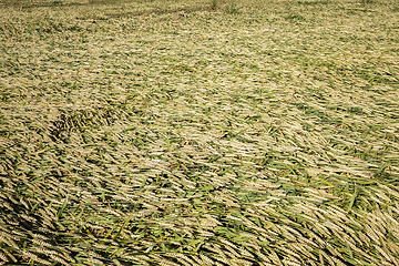 Image showing wheat after storm