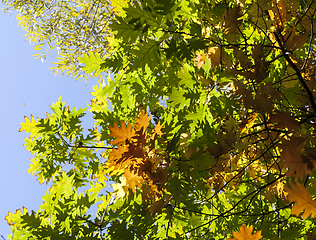 Image showing yellow oak