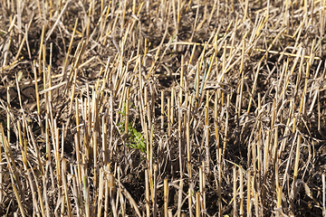 Image showing field wheat