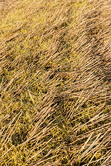 Image showing oat stubble