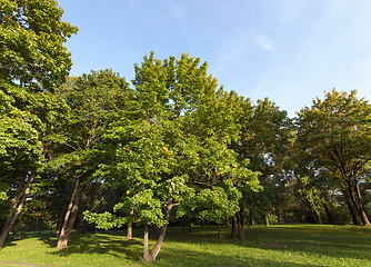 Image showing park summer