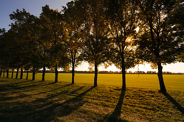 Image showing Deciduous trees