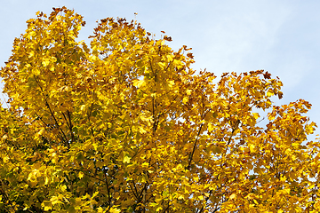 Image showing yellow maple