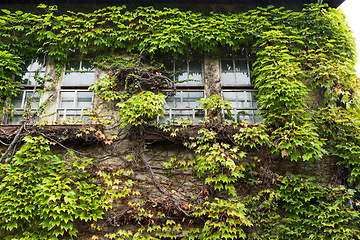 Image showing Ivy creeper on a wall surrounding window