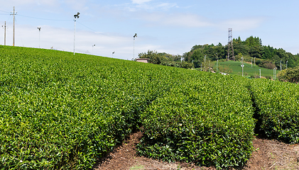 Image showing Tea farm