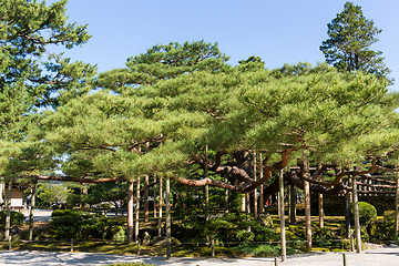 Image showing Kenrokuen garden