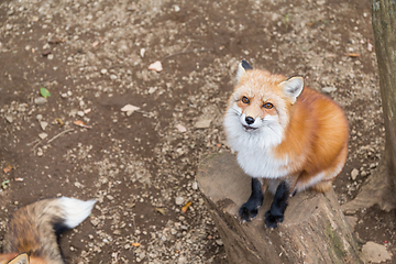 Image showing Fox looking up and waiting for food