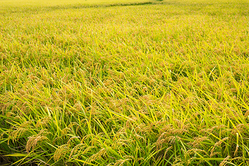 Image showing Rice meadow