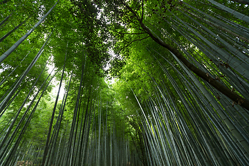 Image showing Bamboo forest in Japan