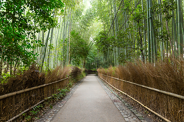 Image showing Bamboo forest