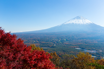 Image showing Maple tree and fuji