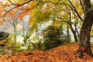 Image showing Autumn landscape in garden