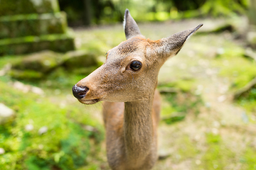 Image showing Japanese temple and deer