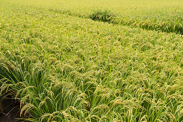 Image showing Fresh Green Rice field