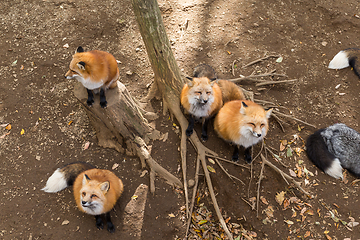 Image showing Many red fox looking for feeding food