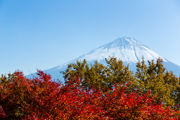 Image showing Mountain fuji and maple tree