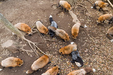 Image showing Fox eating toegther