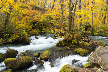 Image showing Oirase Stream in fall