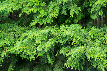 Image showing Pine tree