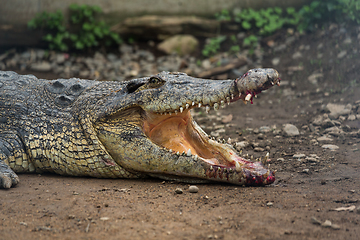 Image showing Crocodile with injured Open Mouth