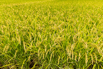 Image showing Green paddy rice