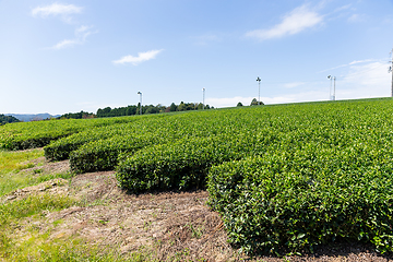 Image showing Tea plant