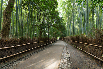 Image showing Bamboo forest of Arashiyama 