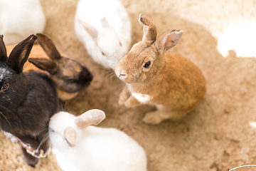 Image showing Cute rabbit in farm