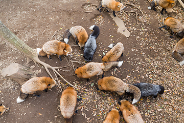 Image showing Group of fox eating together