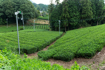 Image showing Tea field