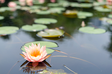 Image showing Lotus flower plants