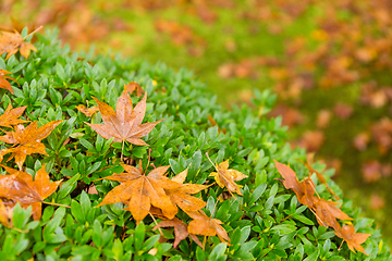 Image showing Autumn maple tree