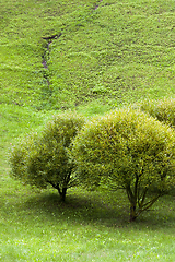 Image showing trees and grass