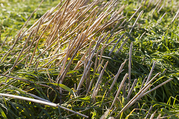 Image showing stubble field