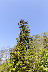 Image showing Spruce in spring