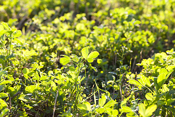 Image showing growing mown grass